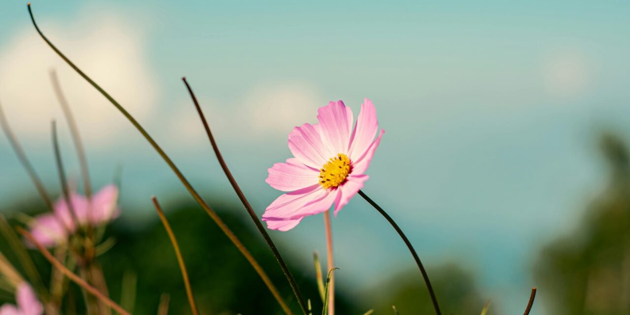 From Solo to Co-Leader: Embracing Shared Growth