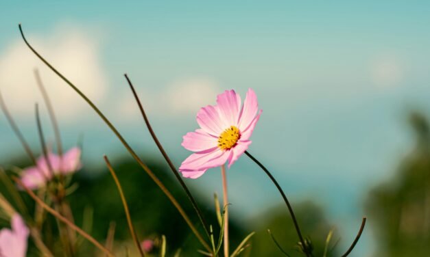 From Solo to Co-Leader: Embracing Shared Growth